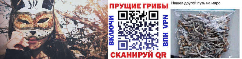 Псилоцибиновые грибы Cubensis площадка телеграм Медынь где можно купить